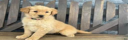 Golden Retriever dogs for sale: Taffy - Ad 2
