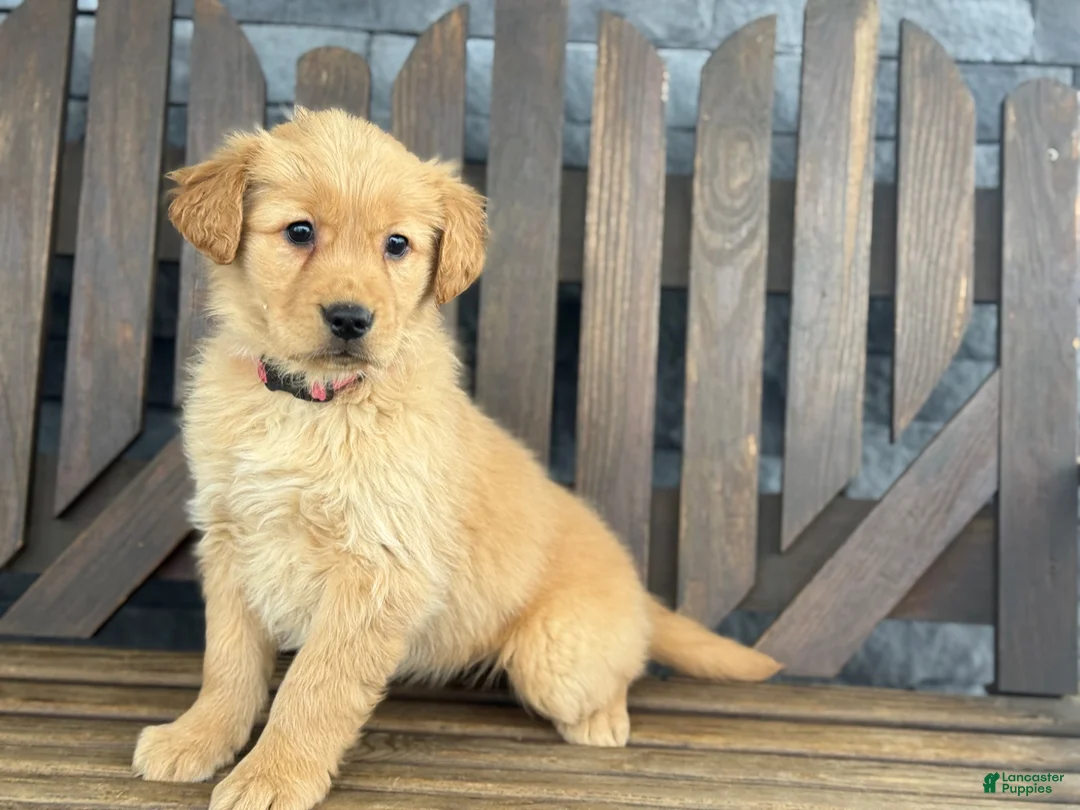 Golden Retriever dogs for sale: Taffy - Ad 2