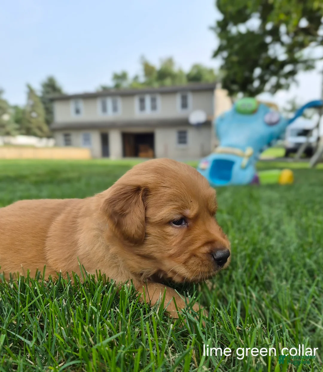 Golden Retriever dogs for sale: Cooper (Lime Green Collar) - Ad 2