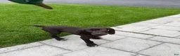 German Shorthaired Pointer dogs for sale: Yule Jr - Ad 2