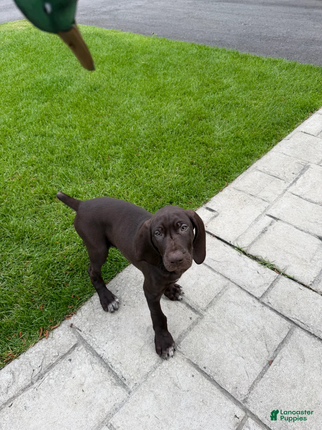 German Shorthaired Pointer dogs for sale: Yule Jr - Ad 2
