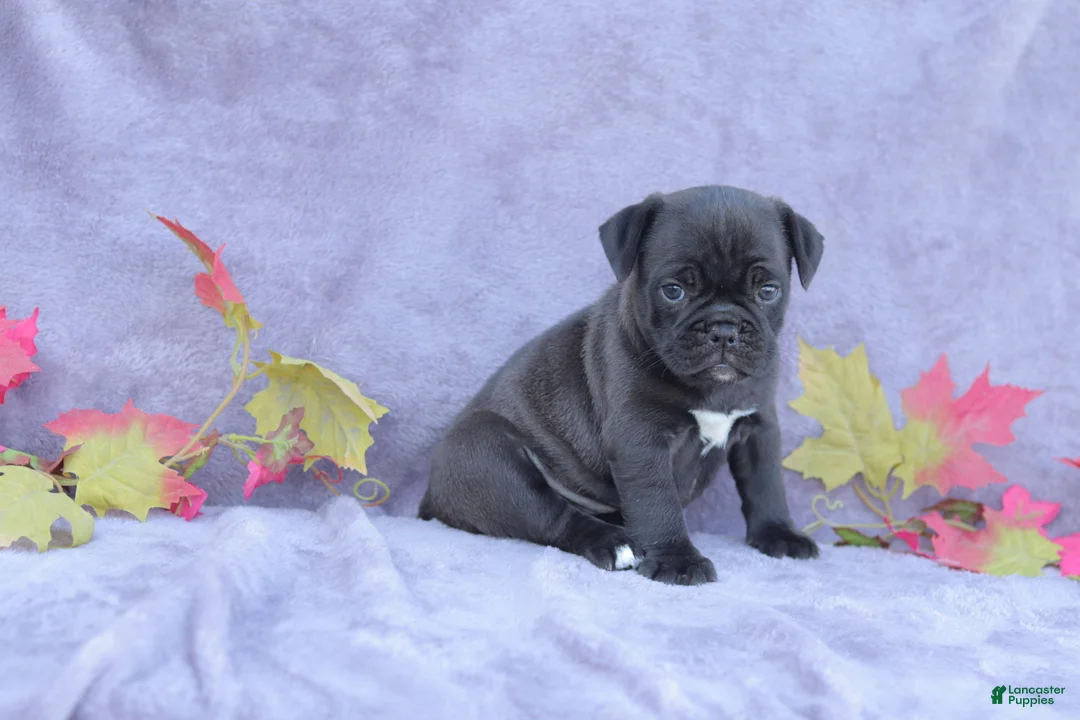 Mixed Breed dogs for sale: Midge - Ad 2