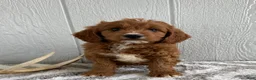 Mini Goldendoodle dogs for sale: Ricky - Ad 7
