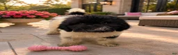 Standard Poodle dogs for sale: Emory  - Ad 1