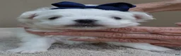 Maltese dogs for sale: Halo - Ad 12