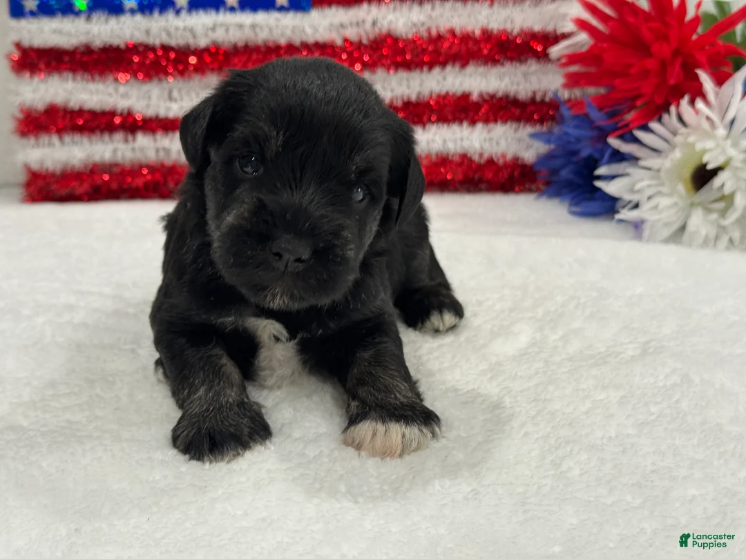 Miniature Schnauzer dogs for sale: Marsha Male 4 - Ad 2