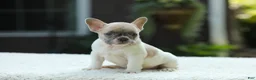French Bulldog dogs for sale: Jade - Ad 13