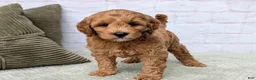 Mini Goldendoodle dogs for sale: Milo - Ad 2