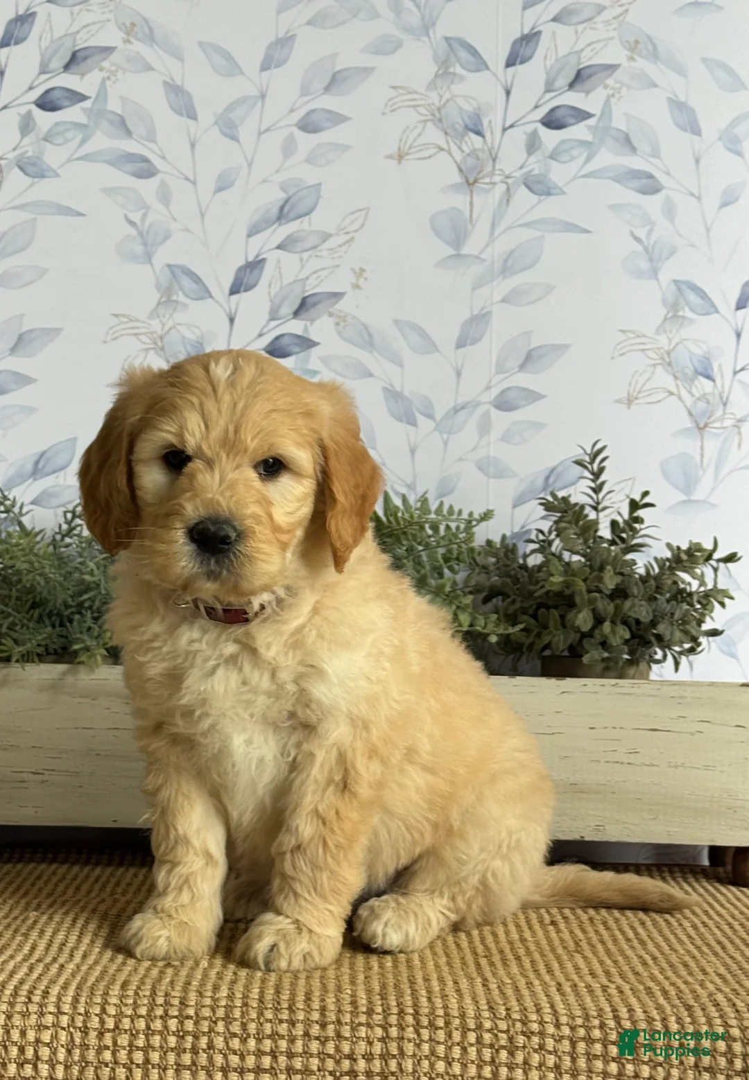 Mixed Breed dogs for sale: Kurt - Ad 1