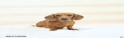 Miniature Dachshund dogs for sale: Perdita - Ad 6