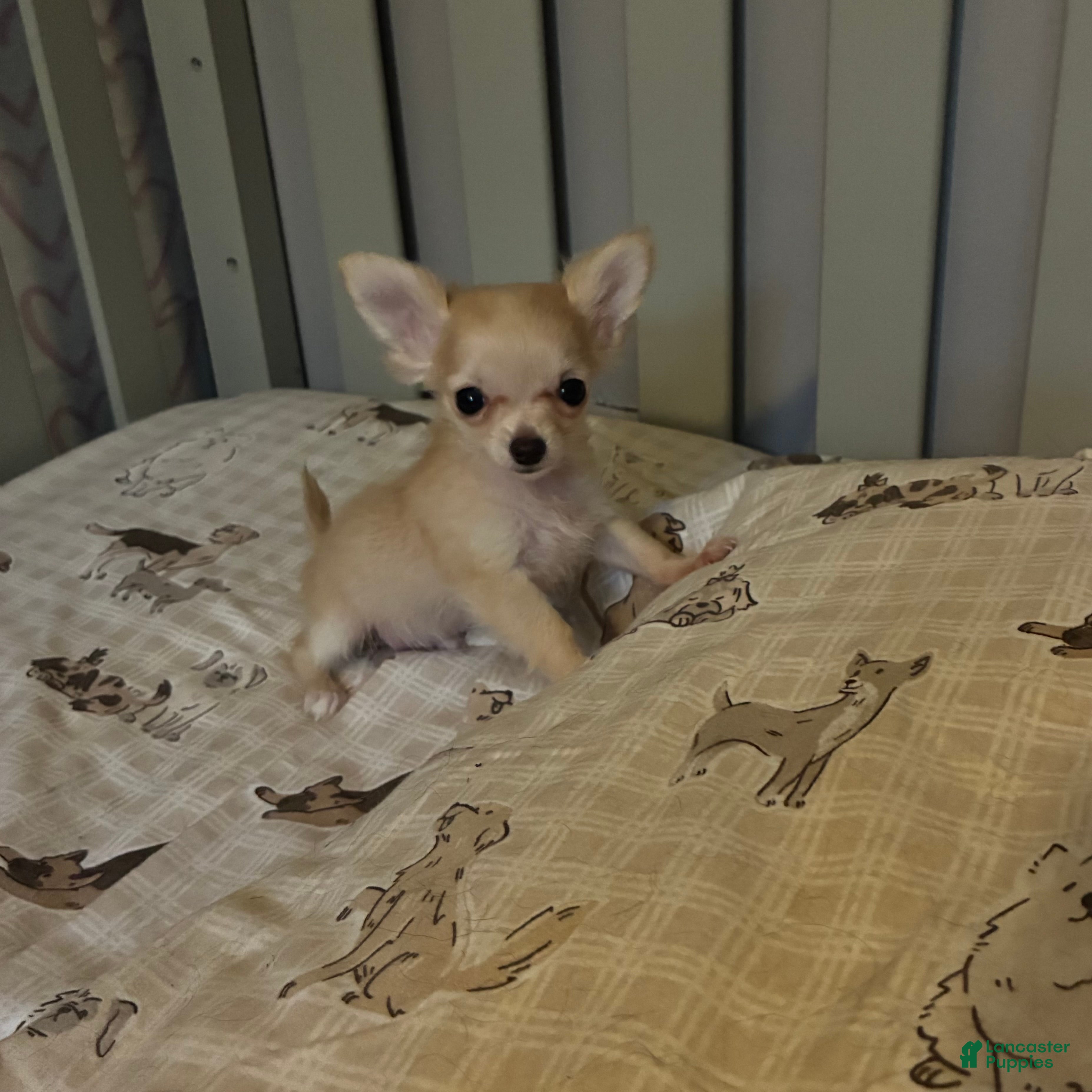 Chihuahua dogs for sale: Chihuahua 1 - Ad 1