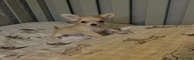Chihuahua 1