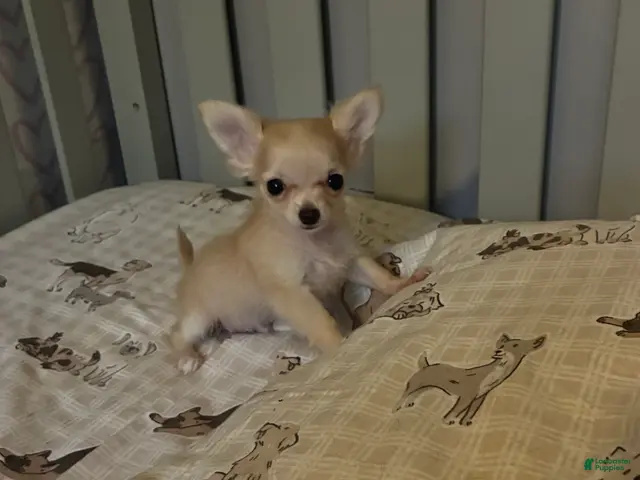 Chihuahua dogs for sale: Chihuahua 1 - Ad 1
