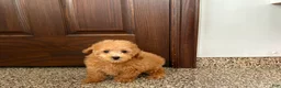 Maltipoo dogs for sale: Snickers  - Ad 6