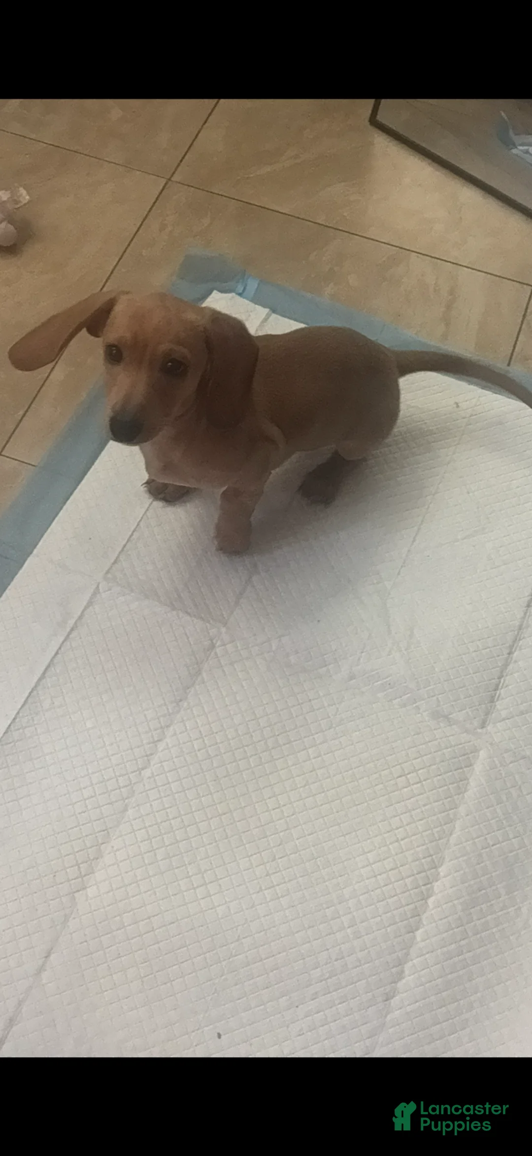 Miniature Dachshund dogs for sale: Miniature Dachshund Puppy 1 - Ad 2