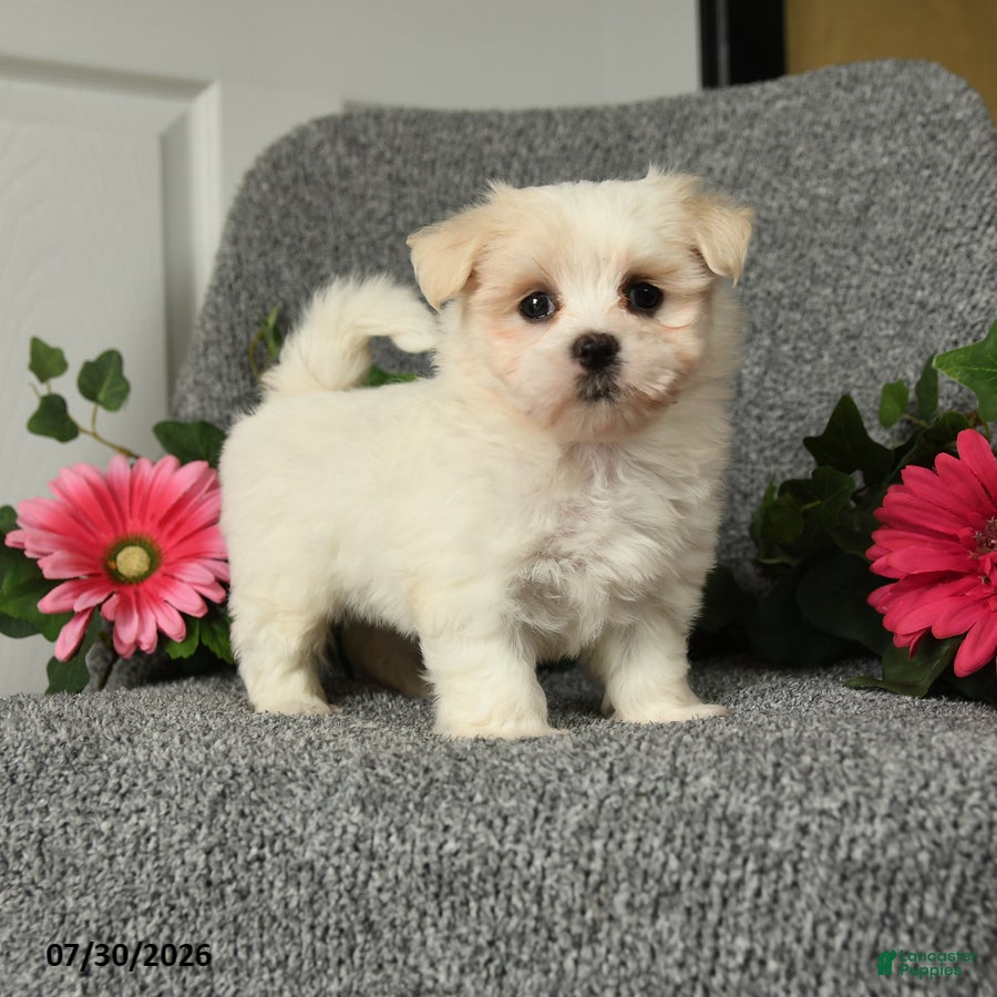 Maltese dogs Linsey - Ad 1