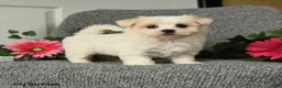 Maltese dogs for sale: Linsey - Ad 1