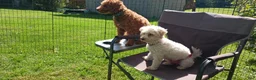 Maltipoo dogs for sale: Rex - Ad 2