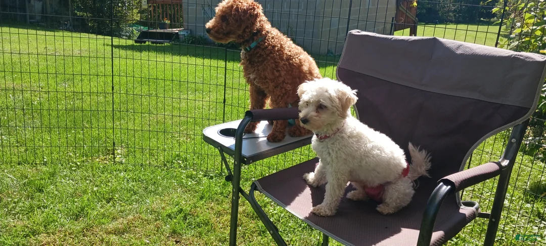 Maltipoo dogs for sale: Rex - Ad 2