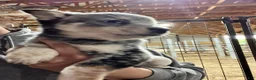 Australian Cattle Dog dogs for sale: Kayce - Ad 8