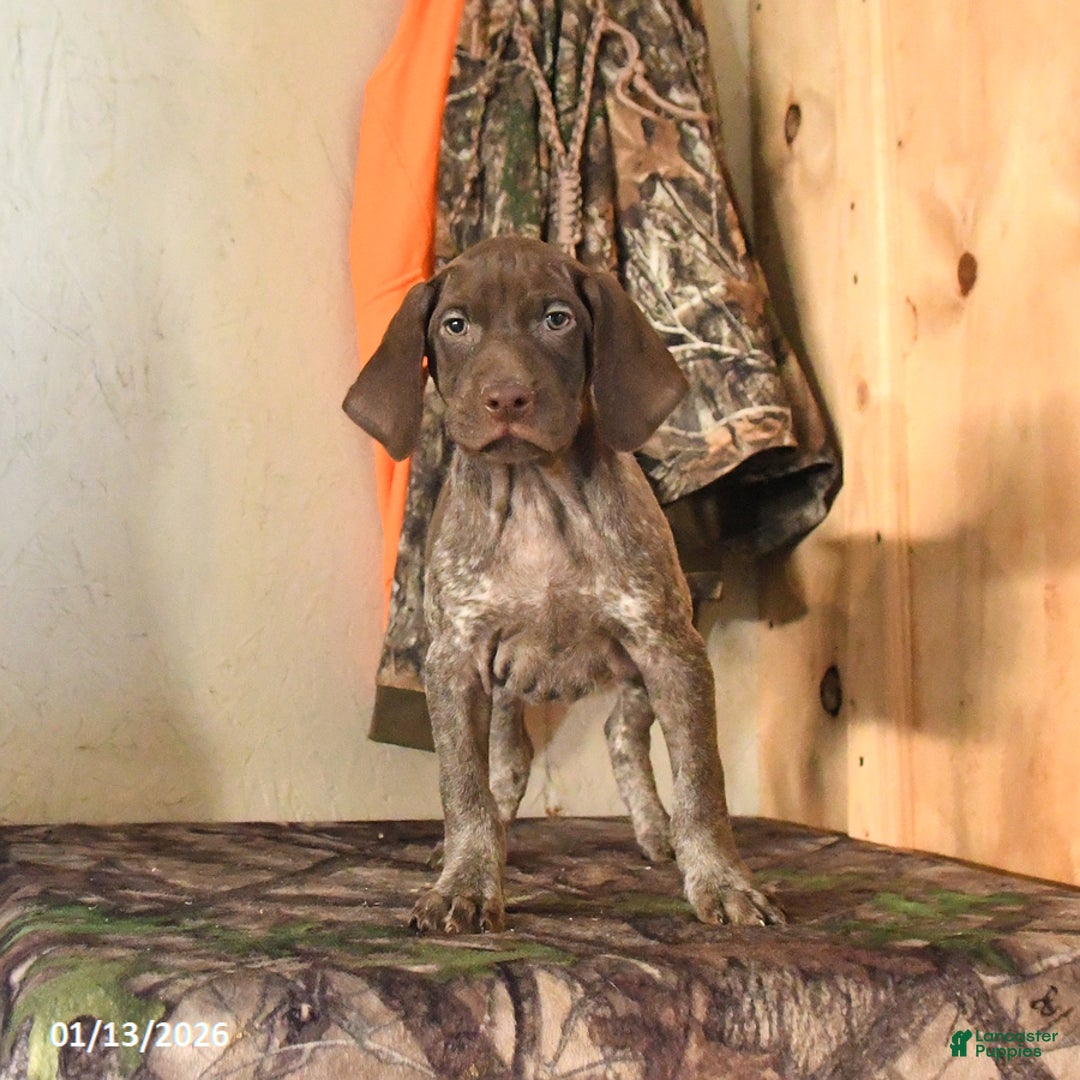 German Shorthaired Pointer dogs for sale: Harmony - Ad 2