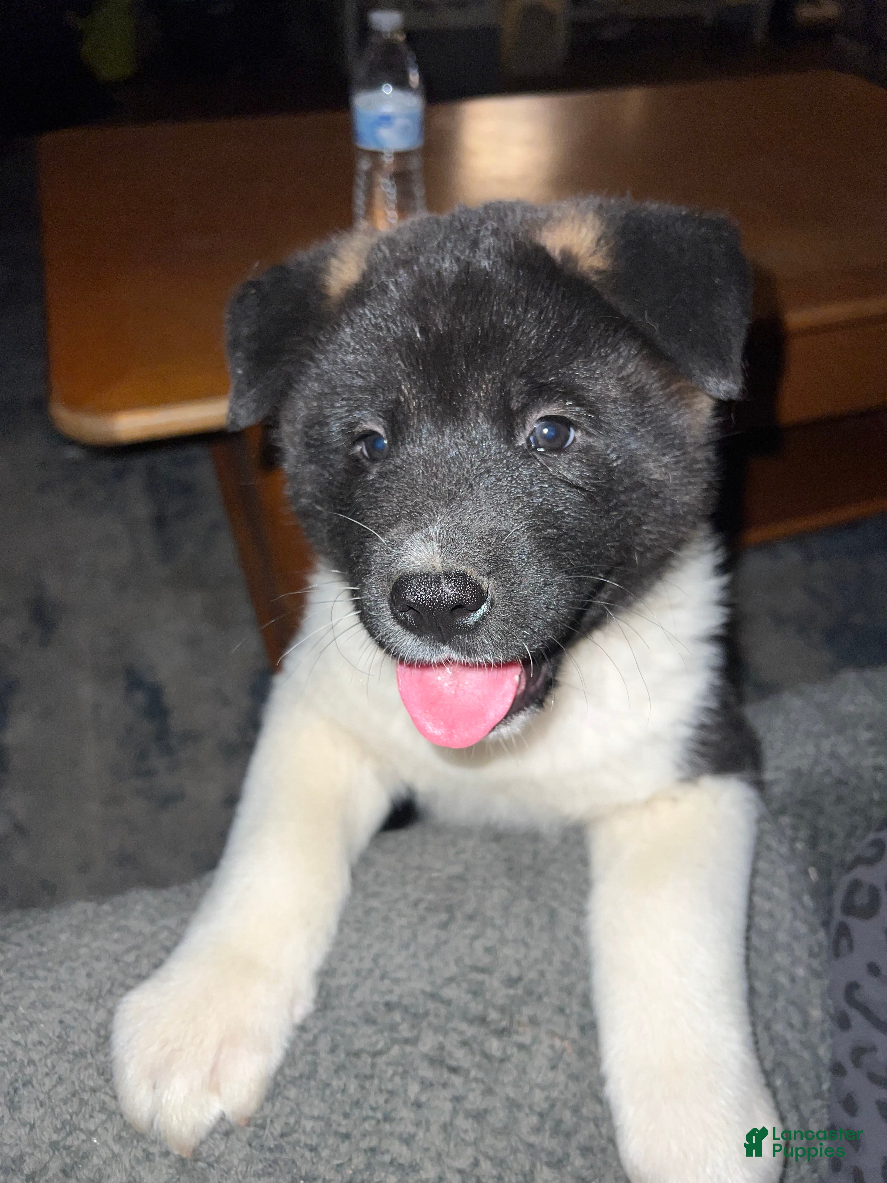 Akita dogs Cupid - Ad 3