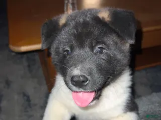 Akita dogs Cupid - Ad 3