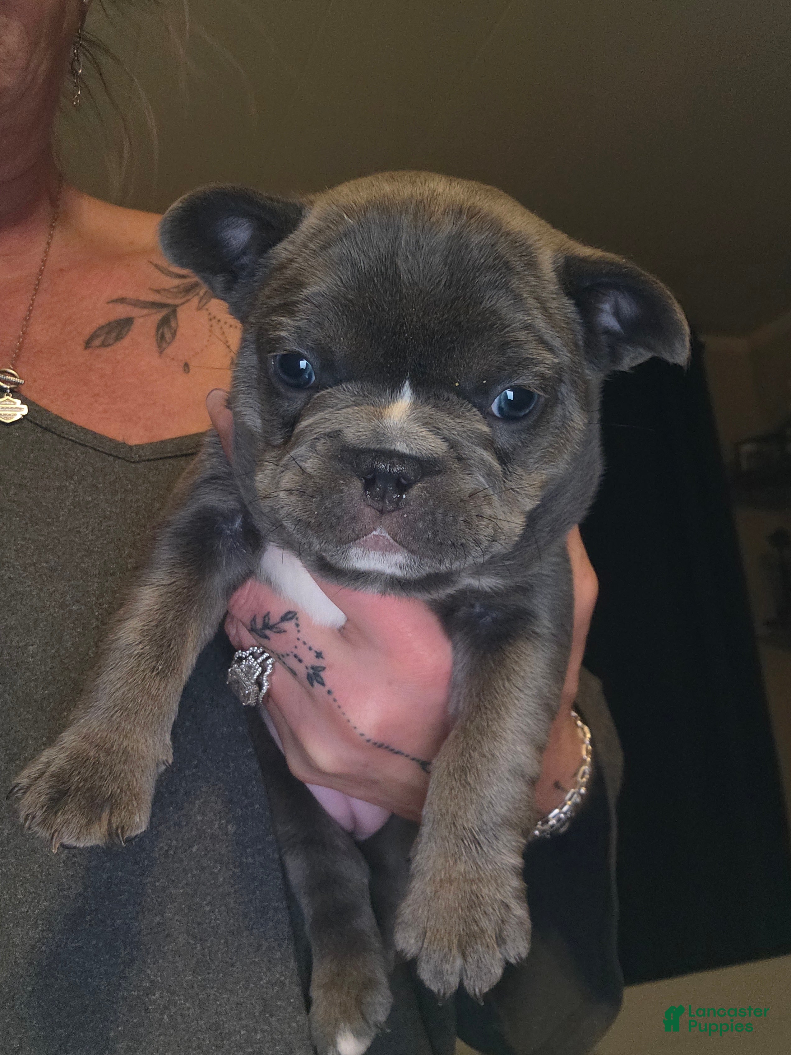 French Bulldog dogs French Bulldog Puppy 8 - Ad 17