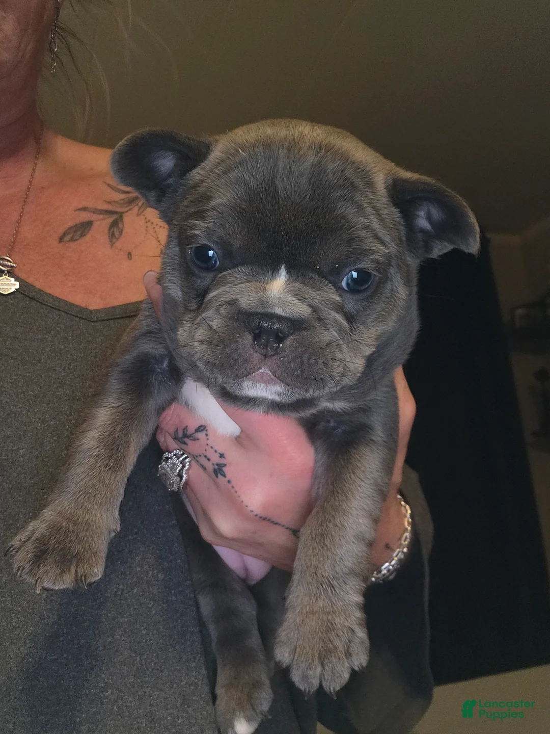 French Bulldog dogs for sale: French Bulldog Puppy 8 - Ad 1