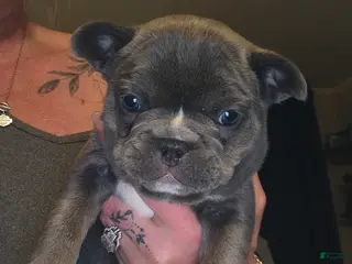 French Bulldog dogs French Bulldog Puppy 8 - Ad 17