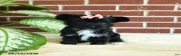 Yorkshire Terrier dogs for sale: Stella - Ad 5