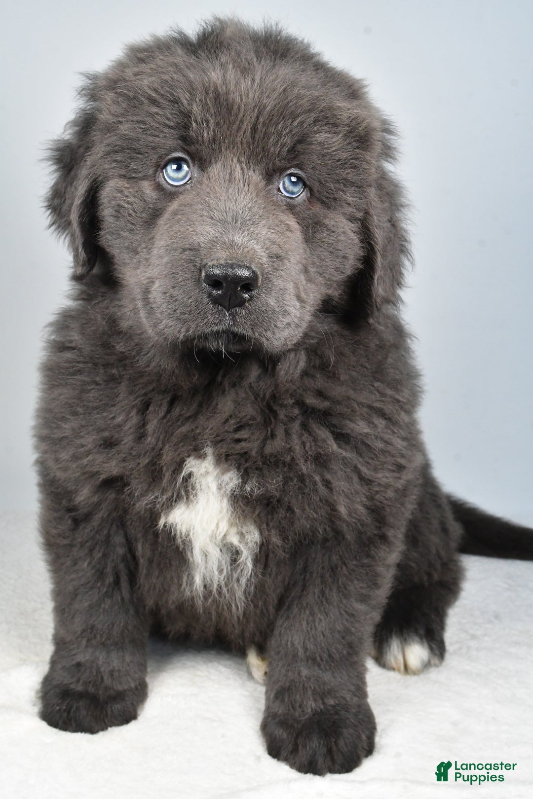 Newfoundland dogs for sale: Bruno - Ad 5
