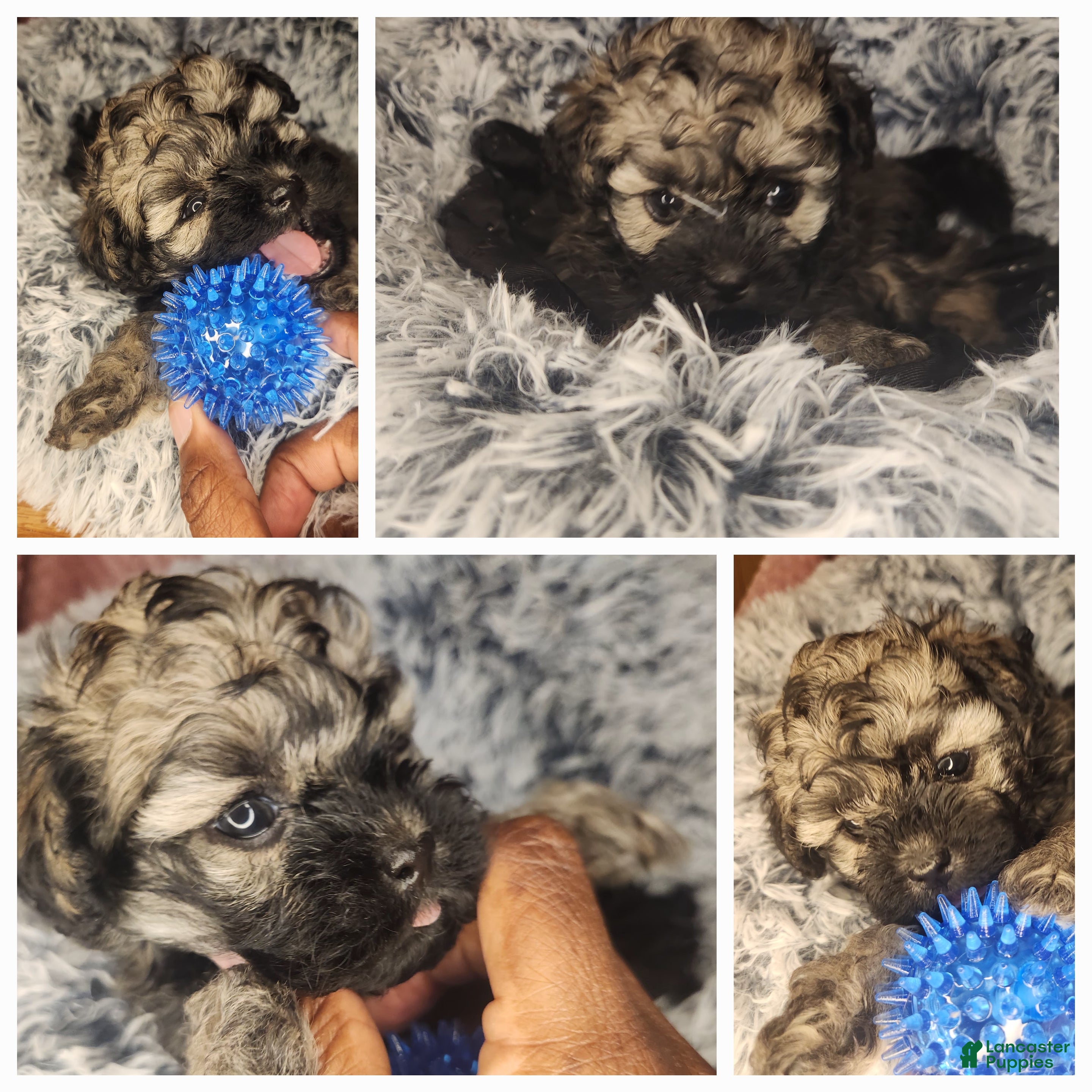 Shihpoo dogs Shihpoo 1 - Ad 42