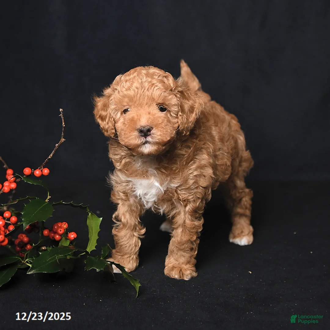 Toy Poodle dogs for sale: Tiny Kodac - Ad 9