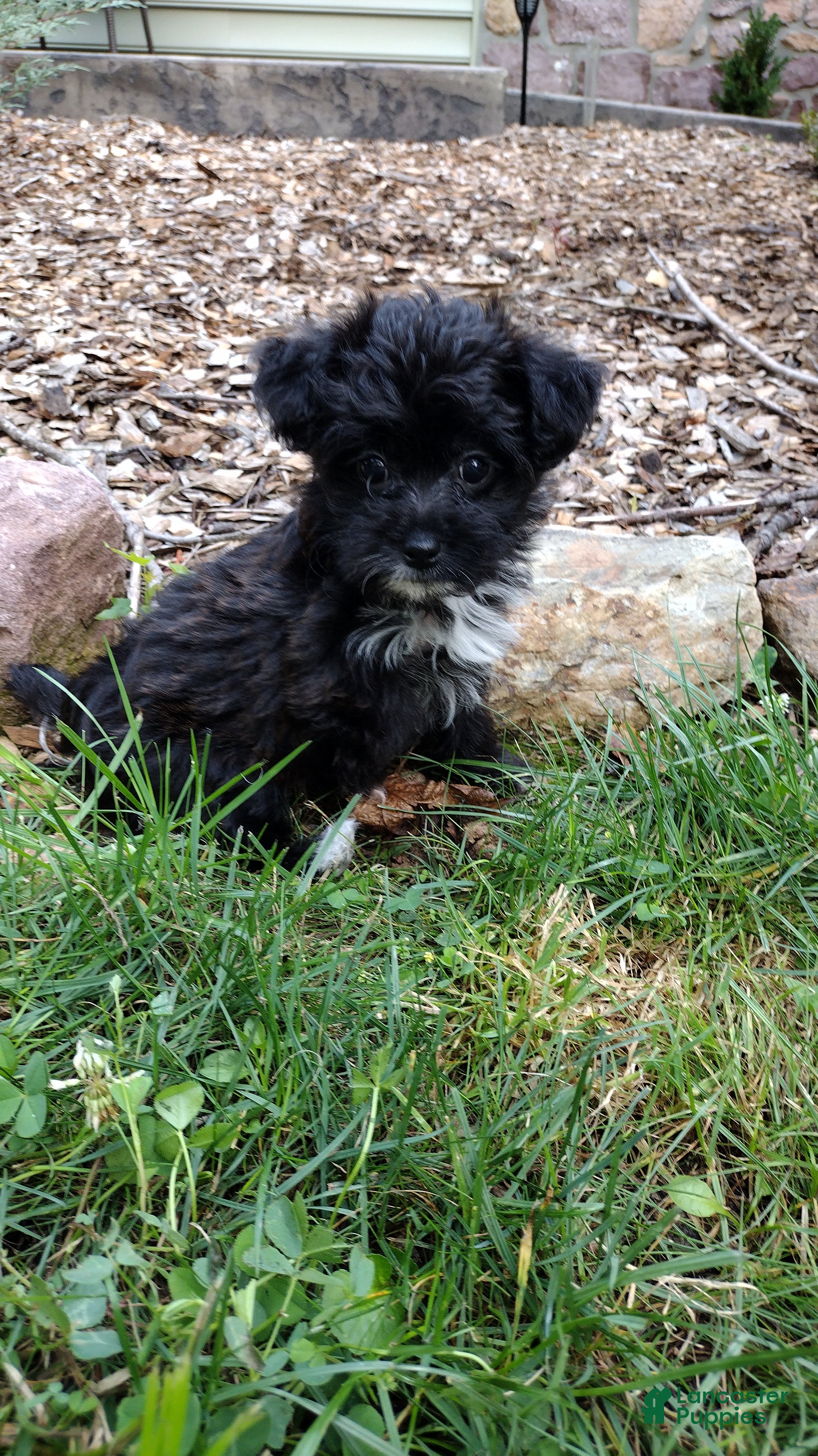 Yorkiepoo dogs Lily - Ad 2