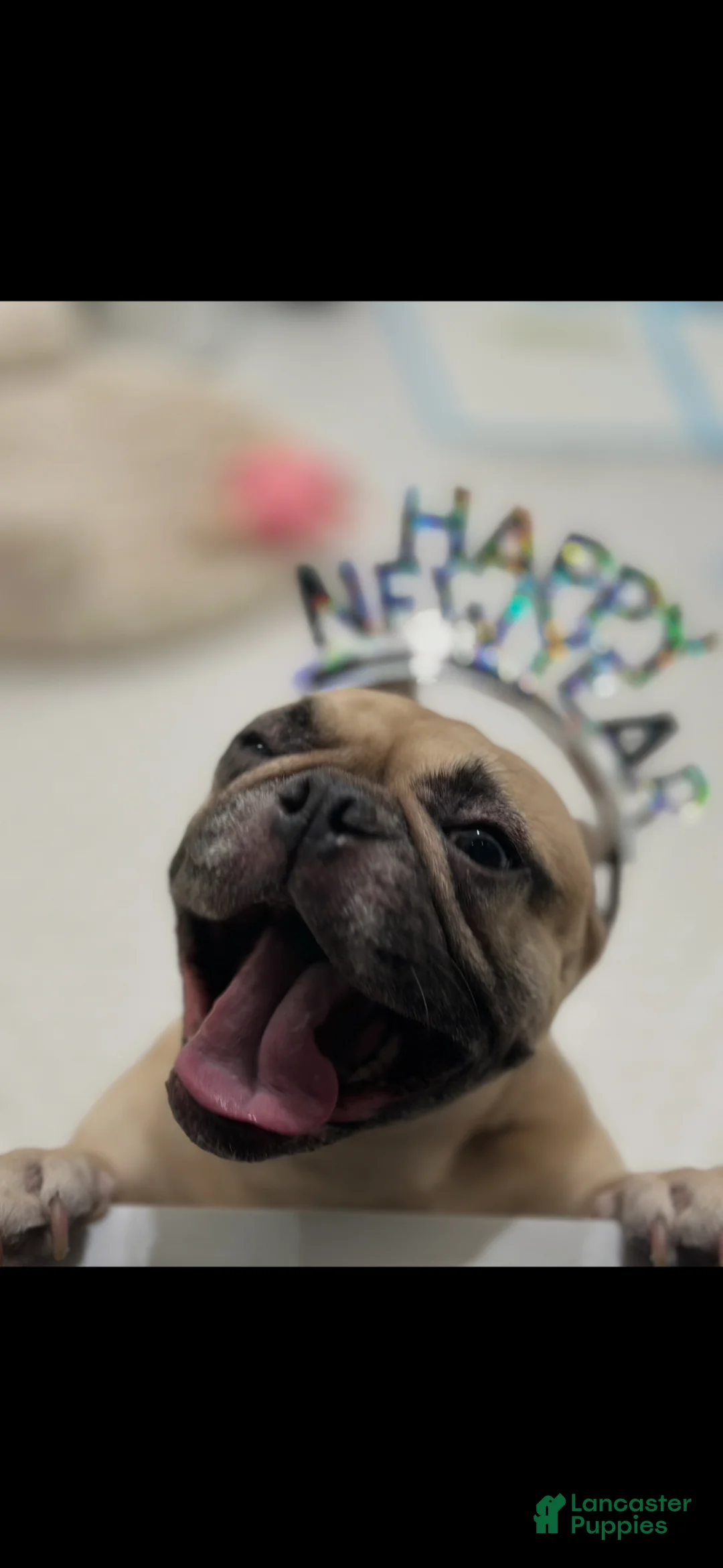 French Bulldog dogs for sale: French Bulldog Puppy  - Ad 2