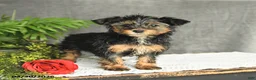 Yorkiepoo dogs for sale: Lily - Ad 1