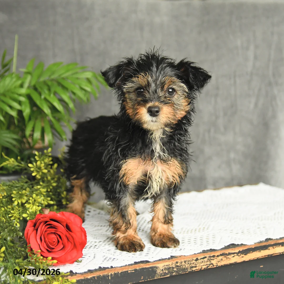 Yorkiepoo dogs for sale: Lily - Ad 1
