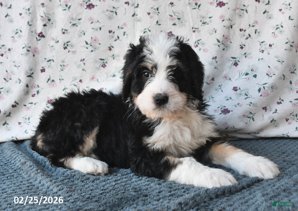Bernedoodle dogs Max - Ad 2