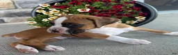 Boxer dogs for sale: Dan - Ad 6