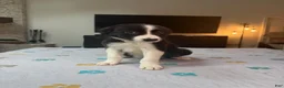 Border Collie dogs for sale: Shandy - Ad 8