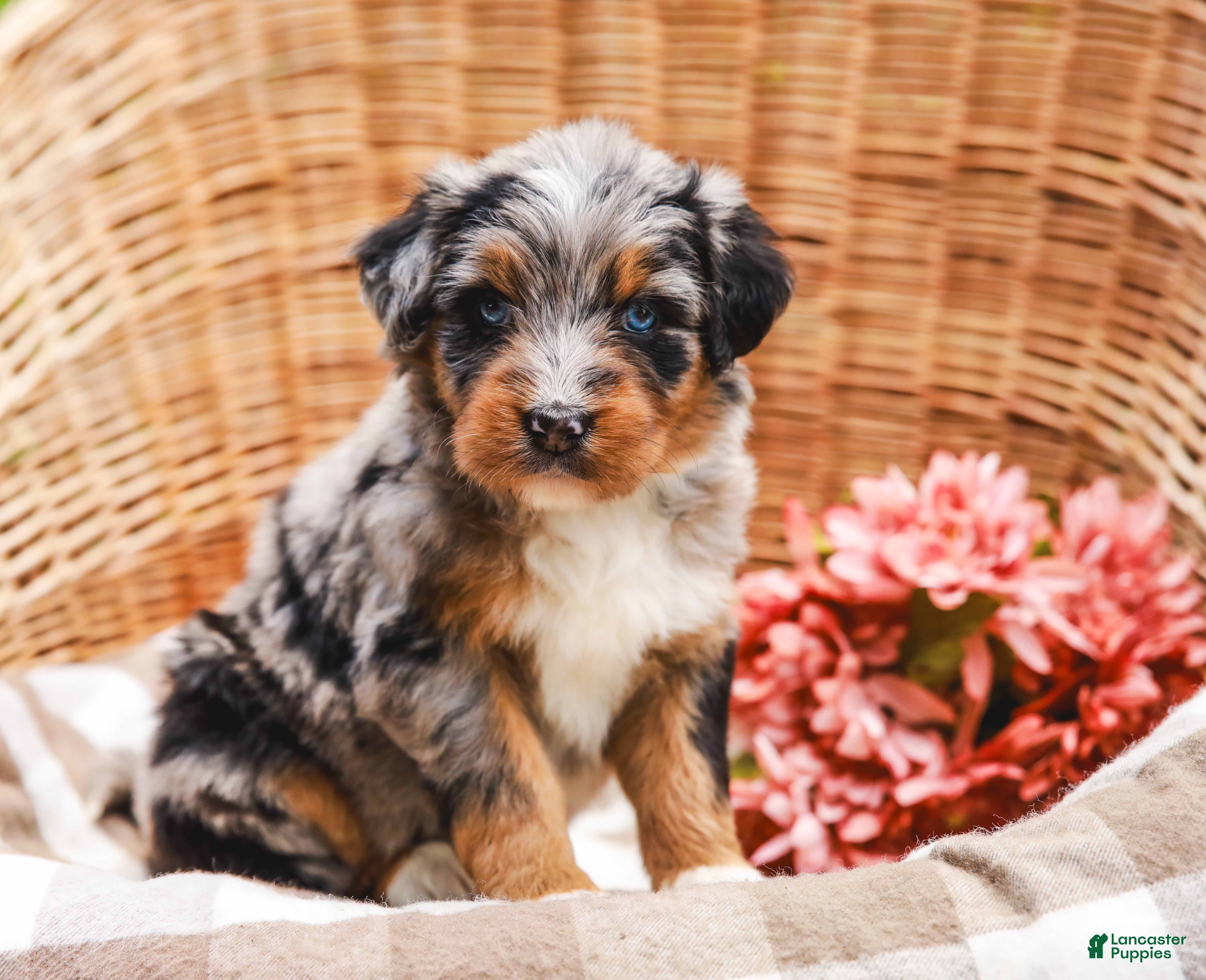 Aussiedoodle dogs Violet Standard Sized - Ad 1
