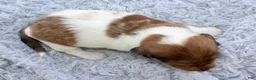 Miniature Dachshund dogs for sale: Miniature Dachshund 2 - Ad 1