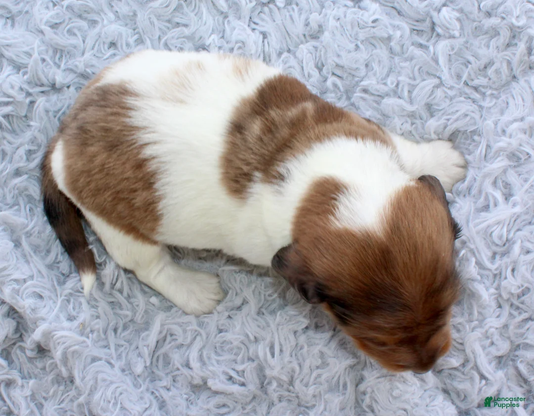 Miniature Dachshund dogs for sale: Miniature Dachshund 2 - Ad 1