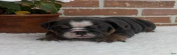 English Bulldog dogs for sale: Taylor - Ad 9