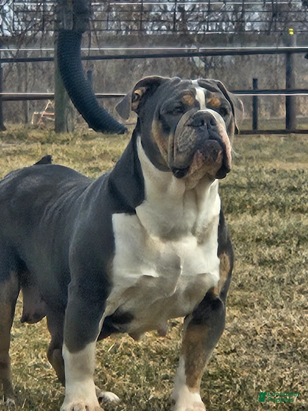 Olde English Bulldogge dogs for sale: Harper - Ad 2