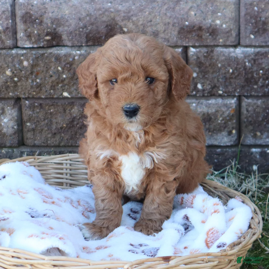 Mini Goldendoodle dogs for sale: Chuck - Ad 1