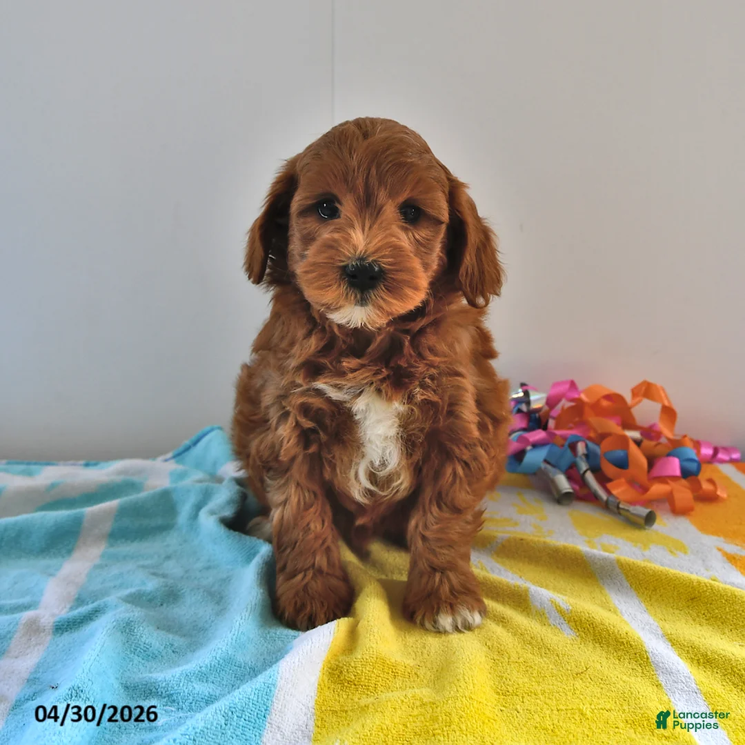 Mini Goldendoodle dogs for sale: River - Ad 2