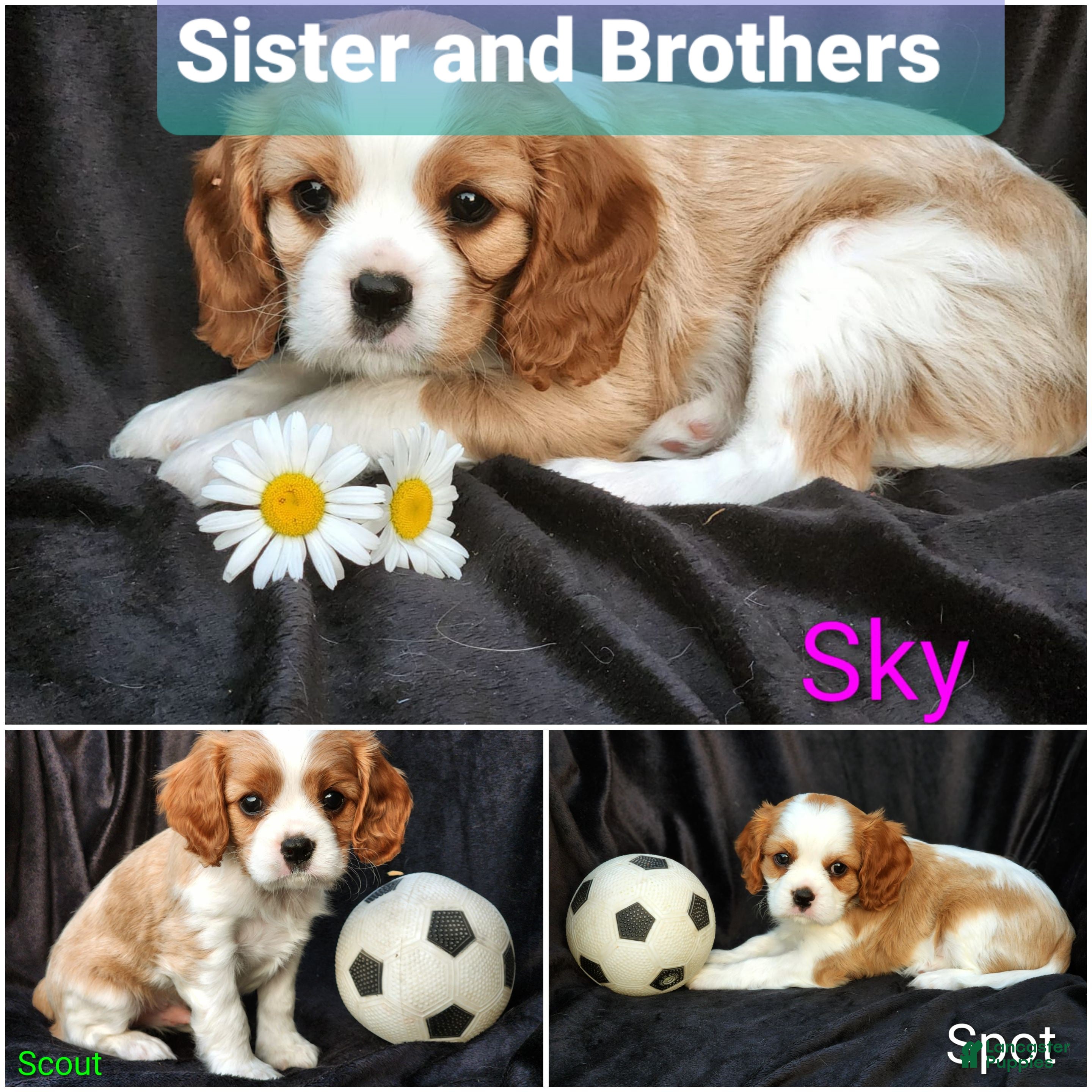 Cavalier King Charles Spaniel dogs Spot - Ad 2