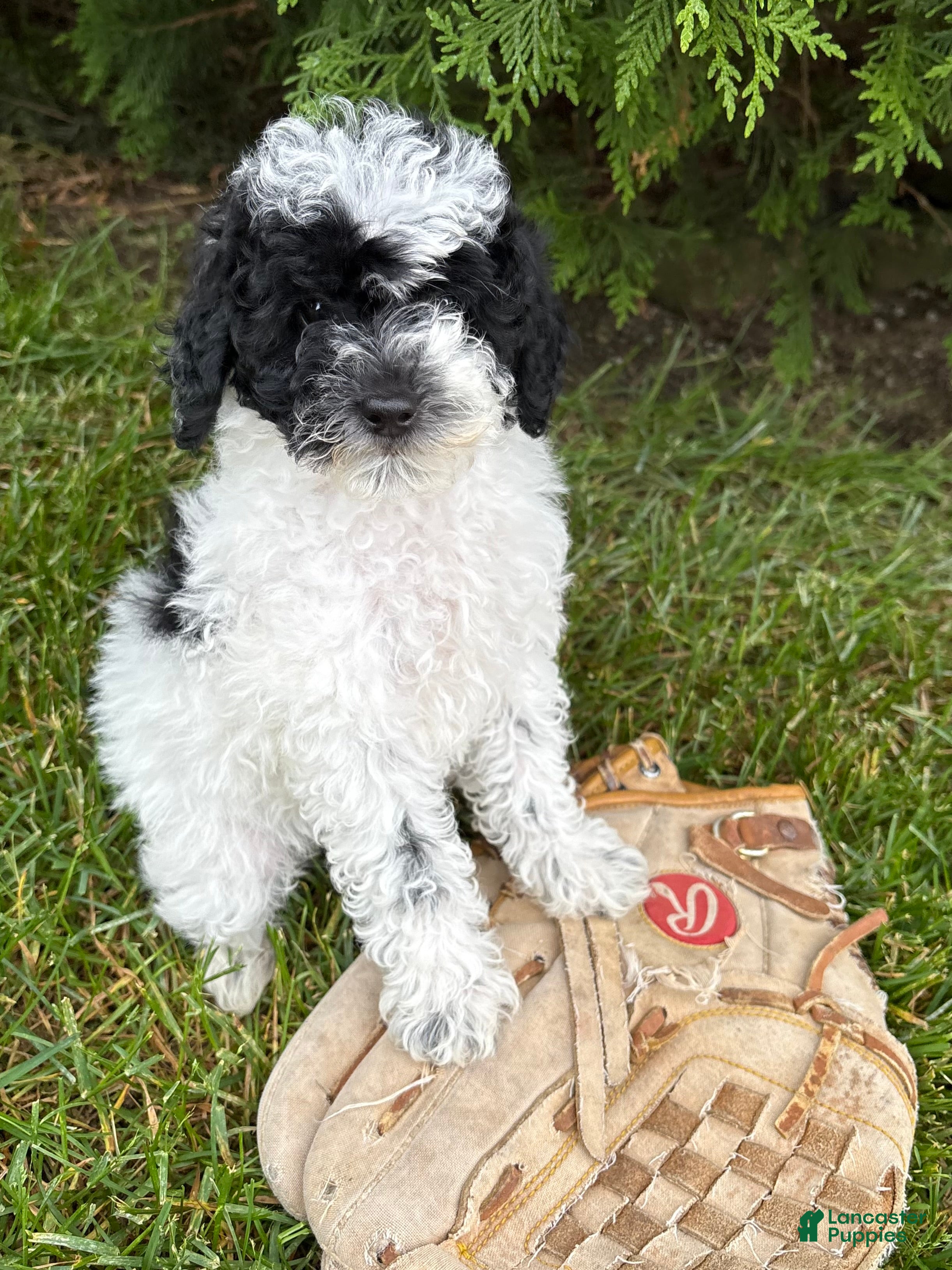 Miniature Poodle dogs Poppy - Ad 2